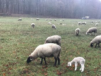 Sheep grazing in a field