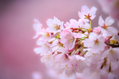 Close-up of pink flowers on tree