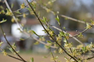 Close-up of plant against blurred background