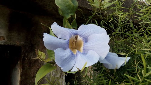 Close-up of white flower blooming outdoors