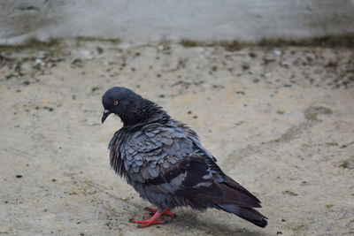 High angle view of pigeon perching on ground