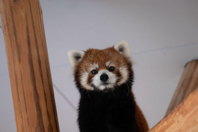 Close-up of red panda