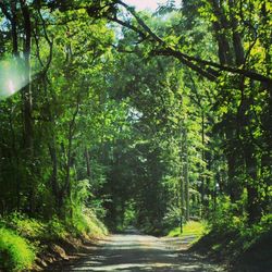 Road passing through forest