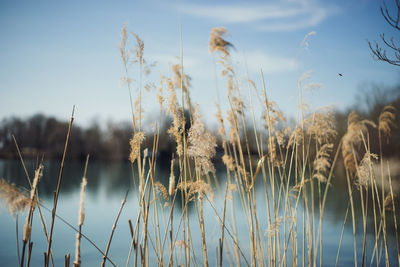 Close-up of wheat plants against sky