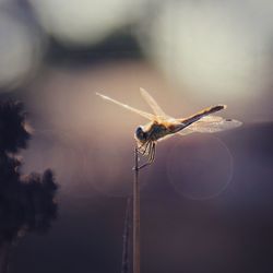 Close-up of dragonfly on plant during sunset