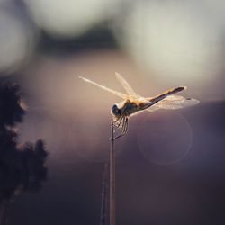 Close-up of spider on web