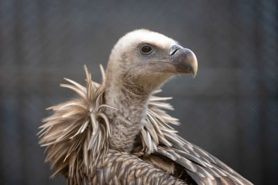 Close-up of eagle against blurred background