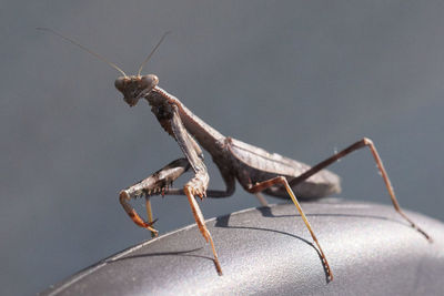 Close-up of insect