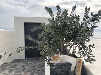 Cat relaxing on a tree