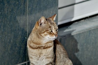 Close-up of a cat looking away