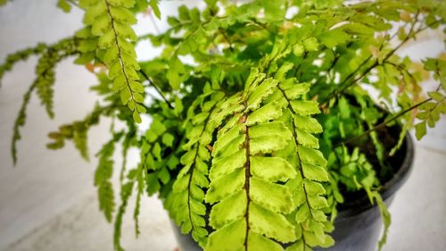 Close-up of fresh green plant