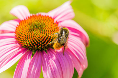 Close-up of honey bee on pink flower