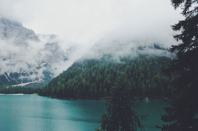 Scenic view of trees against sky