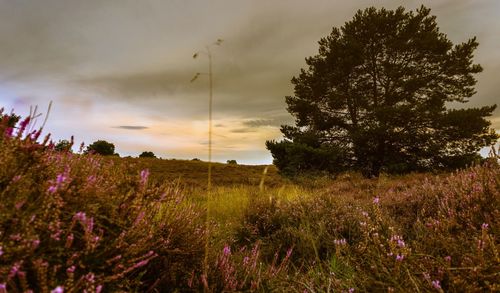 Scenic view of flowering plants on field against sky