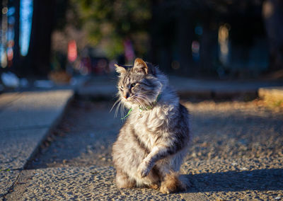 Posing stray cat in japanese shrine