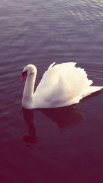 Close-up of swan swimming in lake