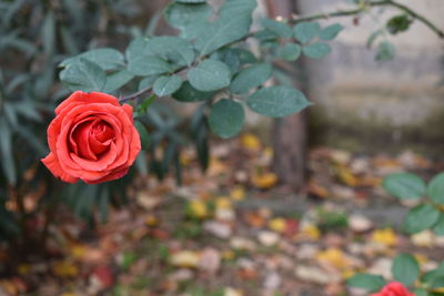 Close-up of red rose