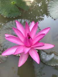 Close-up of pink water lily blooming outdoors