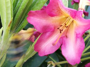 Close-up of day lily blooming outdoors