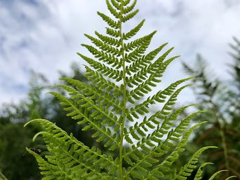 Close-up of pine tree