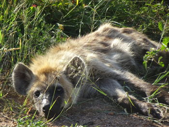 High angle view of a cat resting on field