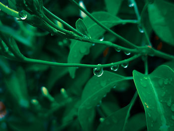 Close-up of water drops on plants