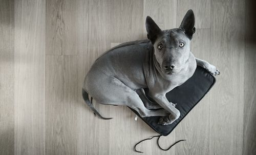 High angle portrait of dog sitting on wood