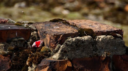 Close-up of rocks