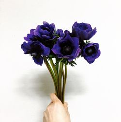 Close-up of hand holding purple tulip flowers against white background