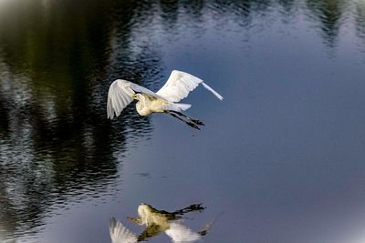 Close-up side view of a bird flying over water