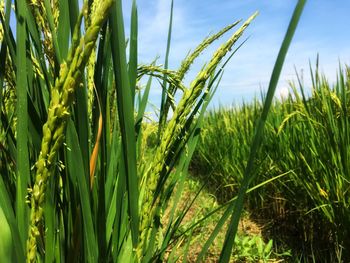 Close-up of crops growing on field against sky