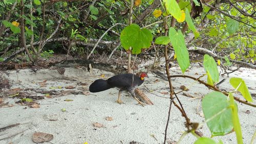 High angle view of bird perching on tree