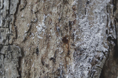 Full frame shot of tree trunk