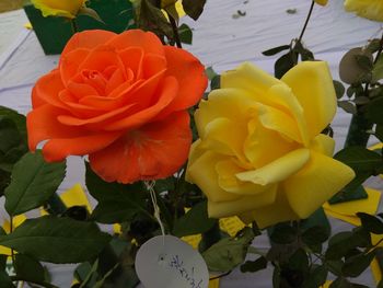 Close-up of rose plant