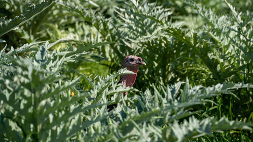 Bird perching on a plant