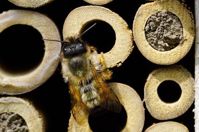 Honey bee depositing honey in honeycomb cell