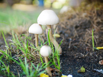 Close-up of mushroom growing on field