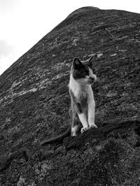 Cat sitting on rock against mountain