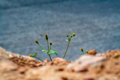 Close-up of plant against water