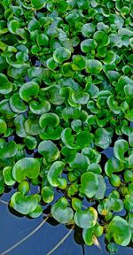 High angle view of leaves floating on water