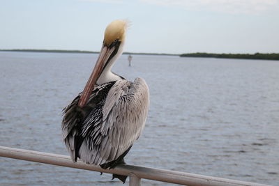 Close-up of gray heron perching on shore against sky