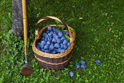 High angle view of fruits in basket on field