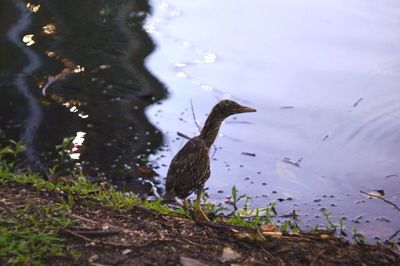 Close-up of birds in lake