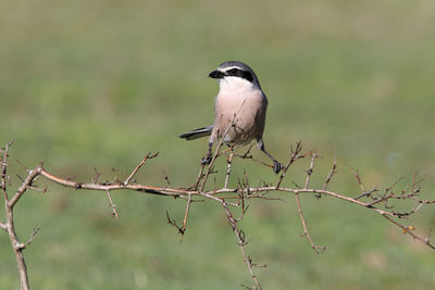 Bird perching on a branch