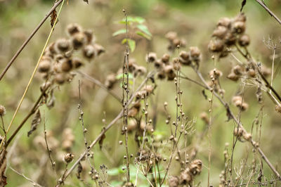 Close-up of dry plants on field