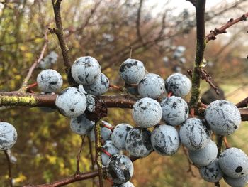 Close-up of berries on tree