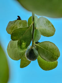 Low angle view of fruit growing on tree