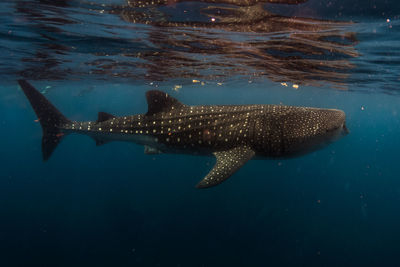 Fish swimming in sea