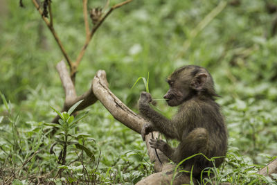 Infant monkey sitting by fallen tree on field