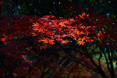 Close-up of maple leaves on tree during autumn